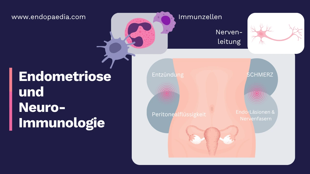 Infografik zu neuroimmunologischen Prozessen bei Endometriose